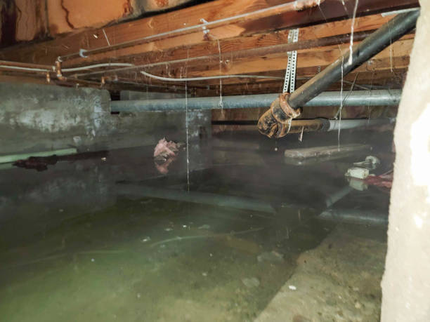 Best Basement water damage restoration  in White Rock, NM
